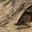 024 EDJANGOULOU Insecte Lepidoptera Nymphalidae Heliconiinae Acraea sp Live 13E5K3IMG_90882wtmk.jpg