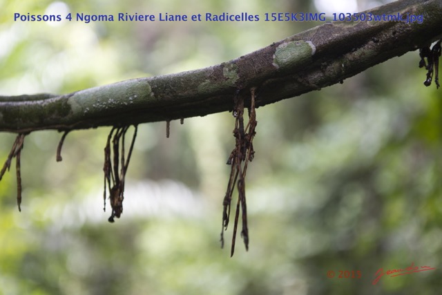 012 Poissons 4 Ngoma Riviere Liane et Radicelles 15E5K3IMG_103503wtmk.jpg