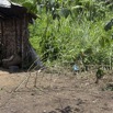 087 BITOUGA le Village Construction Hutte Traditionnelle Pygmee 14E5K3IMG_97895wtmk.jpg