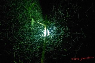 ENTOMO 02 Ivindo le Camp Dilo Lampe a Vapeur de Mercure et Insectes Volants la Nuit 19E5K3IMG_190816152011_DxOwtmk-web