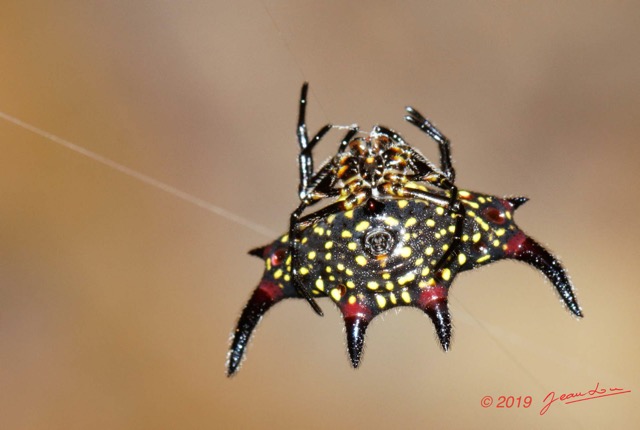 014 ENTOMO 02 Ivindo la Foret Arthropoda 024 FV Arachnida Araneae Araneidae Gasteracantha sp 19E80DIMG_190814143309_DxO-1wtmk 150k.jpg