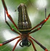 017 ENTOMO 02 Ivindo la Foret Arthropoda 025 Arachnida Araneae Araneidae Nephilidae Nephila constricta 19E80DIMG_190816143497_Nik_DxO-2wtmk 150k.jpg