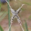 020 ENTOMO 02 Ivindo la Foret Arthropoda 027 Arachnida Araneae Araneidae Argiopinae Argiope sp 19E80DIMG_190818143800_DxOwtmk 150k.jpg