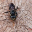 003 ENTOMO 02 Ivindo la Foret Insecta 139 Hymenoptera Apidae Meliponini Abeille Meliponula sp sur le Bras de JLA 19E80DIMG_190815143378_DxOwtmk 150k.jpg