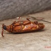 030 ENTOMO 02 Ivindo le Camp Dilo Insecta 142 FV Coleoptera Cerambycidae Neoclosterus sp F 19E80DIMG_190817143597_DxOwtmk 150k.jpg