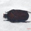 045 ENTOMO 02 Ivindo le Camp Dilo Insecta 156 FD Coleoptera Cetoniidae Stethodesma strachani Probable 19E80DIMG_190819143849_DxOwtmk 150k.jpg