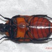 046 ENTOMO 02 Ivindo le Camp Dilo Insecta 156 FV Coleoptera Cetoniidae Stethodesma strachani Probable 19E80DIMG_190819143853_DxOwtmk 150k.jpg
