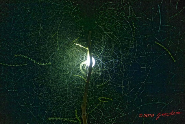 125 ENTOMO 02 Ivindo le Camp Dilo Lampe a Vapeur de Mercure et Insectes Volants la Nuit 19E5K3IMG_190816152016_DxOwtmk 150k.jpg