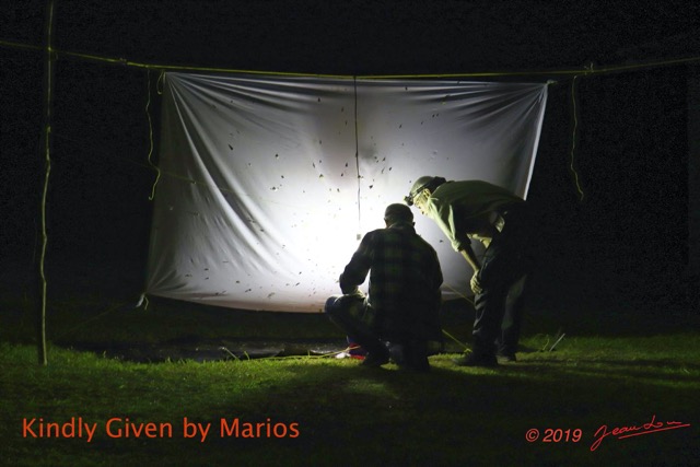 128 Entomo 02 Ivindo le Camp Dilo Recolte de Nuit par Philippe et JLA 19ApMariosIMG_190813100978_DxOwtmk 150k.jpg