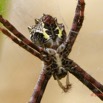 016 ENTOMO 01 Mikongo Arthropoda 021 Arachnida Araneae Araneidae Argiopinae Argiope sp 19E80DIMG_190809143015_DxO-2wtmk 150k.jpg