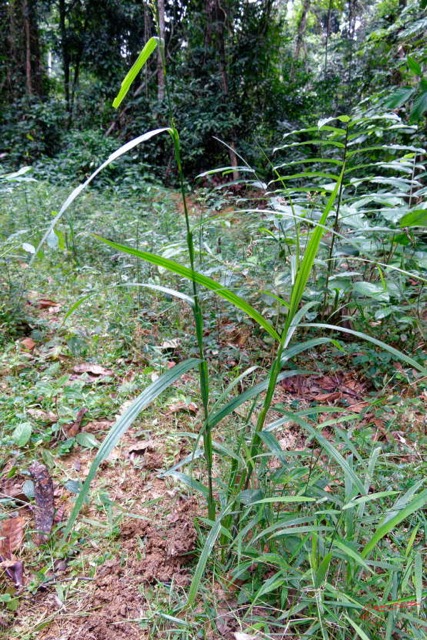 100 ENTOMO 01 Mikongo Plante 054 Monocotyledonae Commelinidae Poales Poaceae Graminee non Identifiee 19RX106RecDSC_1908011000323_DxOwtmk 150k.jpg