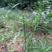 100 ENTOMO 01 Mikongo Plante 054 Monocotyledonae Commelinidae Poales Poaceae Graminee non Identifiee 19RX106RecDSC_1908011000323_DxOwtmk 150k.jpg