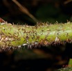 136 ENTOMO 01 Mikongo Plante 059 Monocotyledone Commelinidae Arecales Arecaceae Laccosperma sp Tige avec Epines 19E80DIMG_190806142737_DxOwtmk 150k.jpg