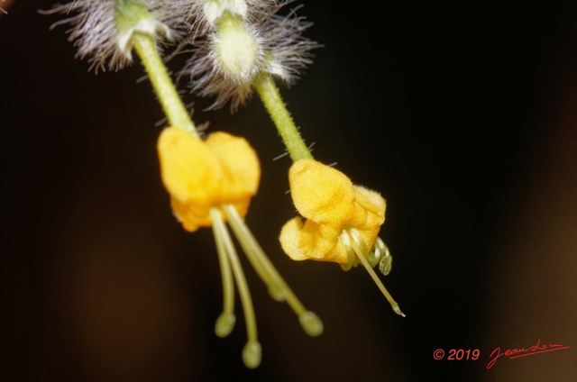 140 ENTOMO 01 Mikongo Plante 061 Asterida Lamiales Lamiaceae Clerodendrum leucobotrys 19E80DIMG_190808142922_DxOwtmk 150k.jpg