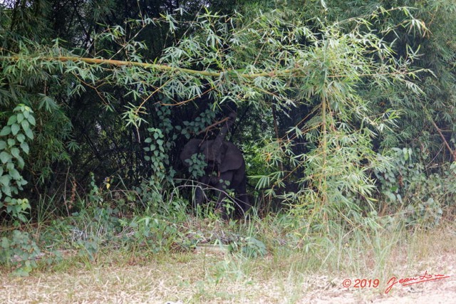 055 ENTOMO 01 Mikongo la Base Elephant dans les Plantations 19E5K3IMG_190805151313_DxOwtmk 150k.jpg