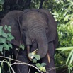 057 ENTOMO 01 Mikongo la Base Elephant dans les Plantations 19E5K3IMG_190805151308_DxOwtmk 150k.jpg