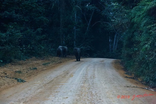 259 ENTOMO 01 Mikongo Famille Elephants sur la Piste la Nuit 19E5K3IMG_190805151330_DxOwtmk 150k.jpg