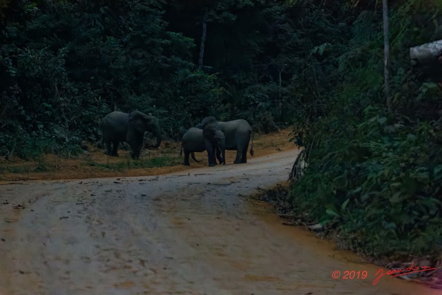 260 ENTOMO 01 Mikongo Famille Elephants sur la Piste la Nuit 19E5K3IMG_190805151331_Nik_DxOwtmk 150k.jpg