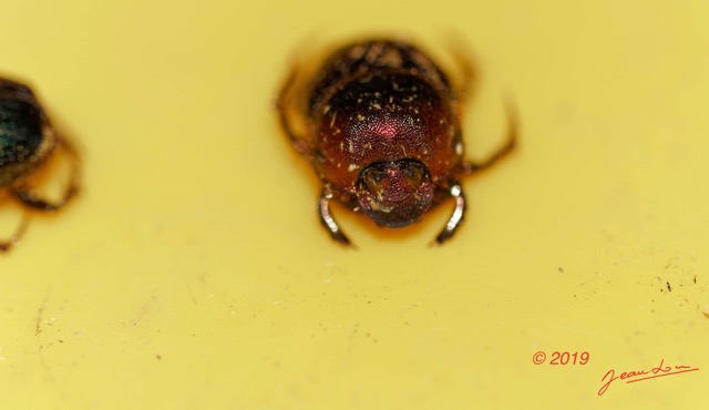 034 ENTOMO 01 Mikongo Insecta 039 Coleoptera Scarabaeidae Scarabaeinae Proagoderus semiiris 19E80DIMG_190731141759_DxOwtmk 150k.jpg