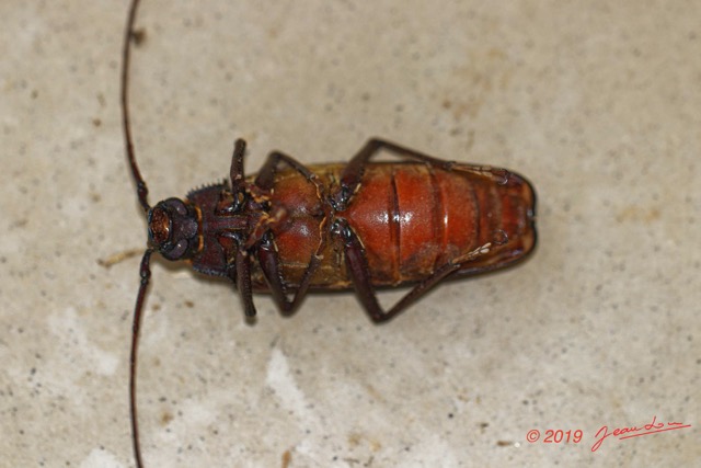 045 ENTOMO 01 Mikongo Insecta 044 Coleoptera Cerambycidae Prioninae Prionotoma sp F 19E80DIMG_190801141789_DxOwtmk 150k.jpg