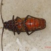 045 ENTOMO 01 Mikongo Insecta 044 Coleoptera Cerambycidae Prioninae Prionotoma sp F 19E80DIMG_190801141789_DxOwtmk 150k.jpg