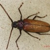 046 ENTOMO 01 Mikongo Insecta 044 Coleoptera Cerambycidae Prioninae Prionotoma sp F 19E80DIMG_190801141791_DxOwtmk 150k.jpg