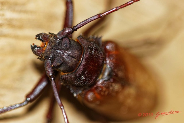 047 ENTOMO 01 Mikongo Insecta 044 Coleoptera Cerambycidae Prioninae Prionotoma sp F 19E80DIMG_190801141794_DxOwtmk 150k.jpg