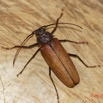 048 ENTOMO 01 Mikongo Insecta 044 Coleoptera Cerambycidae Prioninae Prionotoma sp F 19E80DIMG_190801141798_DxOwtmk 150k.jpg