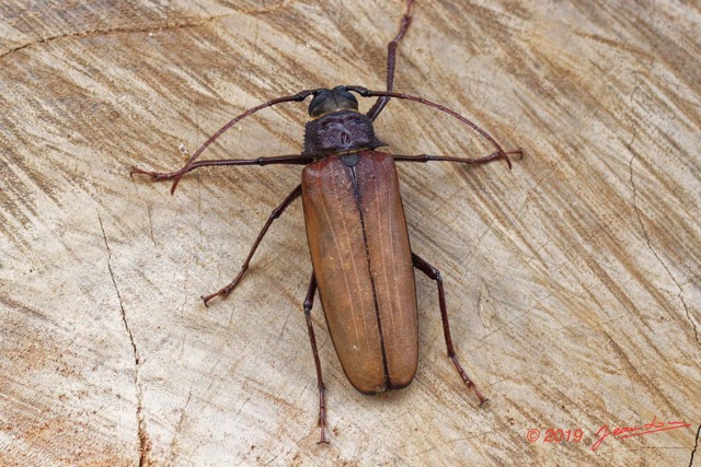 049 ENTOMO 01 Mikongo Insecta 044 Coleoptera Cerambycidae Prioninae Prionotoma sp F 19E80DIMG_190801141801_DxOwtmk 150k.jpg