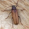 049 ENTOMO 01 Mikongo Insecta 044 Coleoptera Cerambycidae Prioninae Prionotoma sp F 19E80DIMG_190801141801_DxOwtmk 150k.jpg