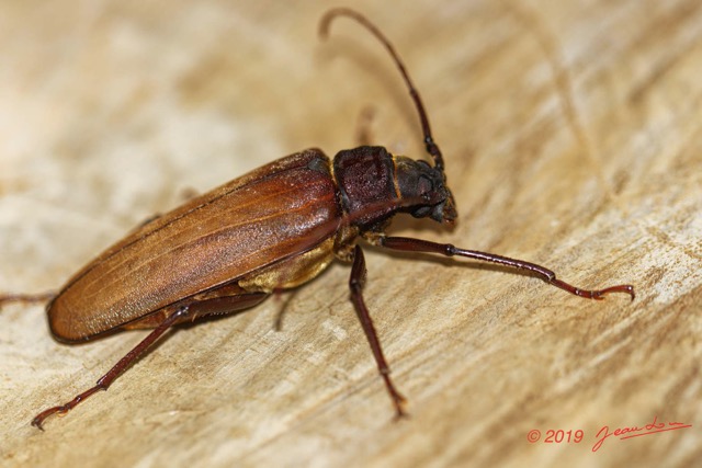 050 ENTOMO 01 Mikongo Insecta 044 Coleoptera Cerambycidae Prioninae Prionotoma sp F 19E80DIMG_190801141807_DxOwtmk 150k.jpg