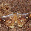 051 ENTOMO 01 Mikongo Insecta 045 Lepidoptera Saturniidae Goodia falcata M 19E80DIMG_190801141808_DxOwtmk 150k.jpg