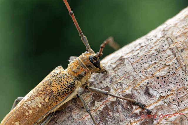 052 ENTOMO 01 Mikongo Insecta 046 Coleoptera Cerambycidae Lamiinae Batocera wyliei 19E80DIMG_190802141854_DxOwtmk 150k.jpg