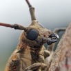 053 ENTOMO 01 Mikongo Insecta 046 Coleoptera Cerambycidae Lamiinae Batocera wyliei 19E80DIMG_190802141860_DxOwtmk 150k.jpg