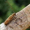 054 ENTOMO 01 Mikongo Insecta 046 Coleoptera Cerambycidae Lamiinae Batocera wyliei 19E80DIMG_190802141861_DxOwtmk 150k.jpg