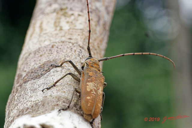 056 ENTOMO 01 Mikongo Insecta 046 Coleoptera Cerambycidae Lamiinae Batocera wyliei 19E80DIMG_190802141863_DxOwtmk 150k.jpg