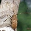 056 ENTOMO 01 Mikongo Insecta 046 Coleoptera Cerambycidae Lamiinae Batocera wyliei 19E80DIMG_190802141863_DxOwtmk 150k.jpg