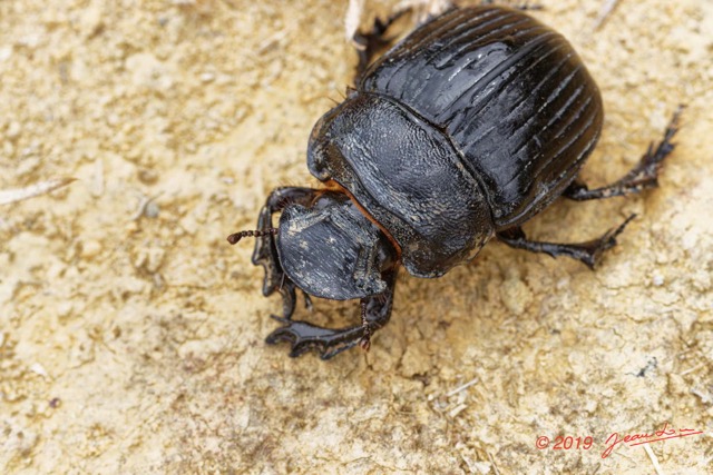 059 ENTOMO 01 Mikongo Insecta 047 Coleoptera Scarabaeidae Scarabaeinae Heliocopris haroldi F 19E80DIMG_190802141874_DxOwtmk 150k.jpg