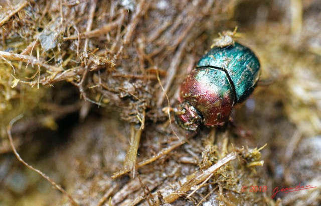 071 ENTOMO 01 Mikongo Insecta 052 Coleoptera Scarabaeidae Proagoderus semiiris dans Feces Elephant 19E80DIMG_190803142014_DxOwtmk 150k.jpg