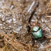 072 ENTOMO 01 Mikongo Insecta 052 Coleoptera Scarabaeidae Proagoderus semiiris dans Feces Elephant 19E80DIMG_190803142022_DxOwtmk 150k.jpg