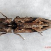 108 ENTOMO 01 Mikongo Insecta 074 Coleoptera Elateridae Agrypninae Pseudocalais basilewskyi 19E80DIMG_190805142512_DxOwtmk 150k.jpg