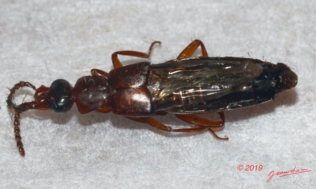 117 ENTOMO 01 Mikongo Insecta 081 Coleoptera Staphylinidae Non Identifie 19E80DIMG_190806142647_Nik_DxOwtmk 150k.jpg