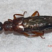 117 ENTOMO 01 Mikongo Insecta 081 Coleoptera Staphylinidae Non Identifie 19E80DIMG_190806142647_Nik_DxOwtmk 150k.jpg
