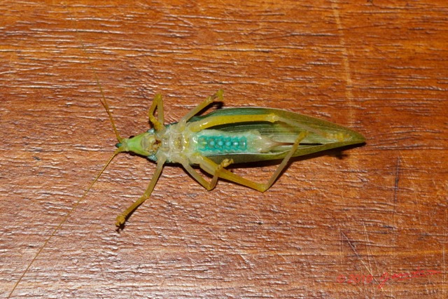 118 ENTOMO 01 Mikongo Insecta 082 Orthoptera Tettigoniidae F Face Ventrale Non Identifie 19E80DIMG_190806142659_DxOwtmk 150k.jpg