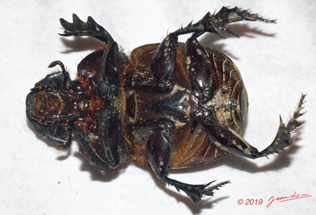 125 ENTOMO 01 Mikongo Insecta 085 Coleoptera Scarabaeidae Scarabaeinae Heliocopris haroldi F Face Ventrale 19E80DIMG_190806142676_DxOwtmk 150k.jpg