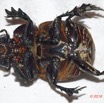 125 ENTOMO 01 Mikongo Insecta 085 Coleoptera Scarabaeidae Scarabaeinae Heliocopris haroldi F Face Ventrale 19E80DIMG_190806142676_DxOwtmk 150k.jpg