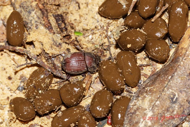 128 ENTOMO 01 Mikongo Insecta 087 Coleoptera Scarabaeidae Pseudopedaria grossa dans Feces Antilope 19E80DIMG_190806142757_DxOwtmk 150k.jpg