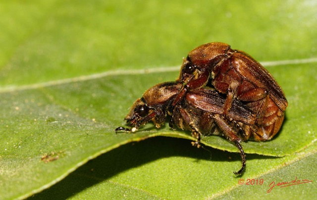 129 ENTOMO 01 Mikongo Insecta 088 Coleoptera Scarabaeidae Cetoniinae Myodermum alutaceum Couple 19E80DIMG_190806142773_DxOwtmk 150k.jpg
