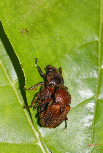 130 ENTOMO 01 Mikongo Insecta 088 Coleoptera Scarabaeidae Cetoniinae Myodermum alutaceum Couple 19E80DIMG_190806142775_DxOwtmk 150k.jpg