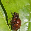 130 ENTOMO 01 Mikongo Insecta 088 Coleoptera Scarabaeidae Cetoniinae Myodermum alutaceum Couple 19E80DIMG_190806142775_DxOwtmk 150k.jpg